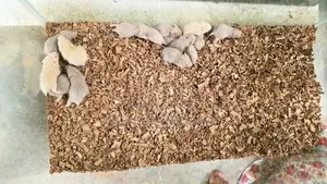 සති 3 Hamster