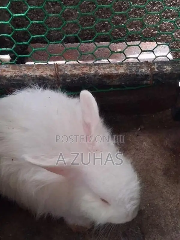 American Angora Bunny