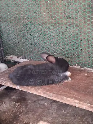 American Angora Bunny