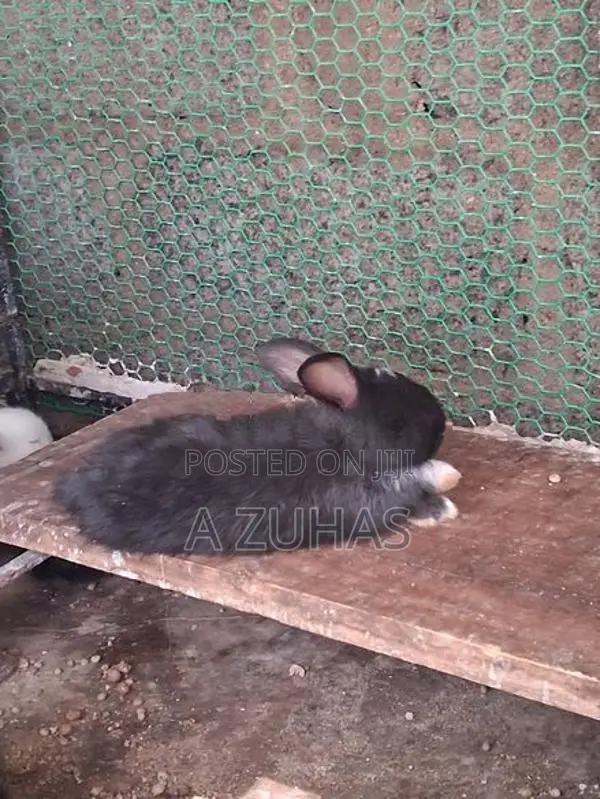 American Angora Bunny