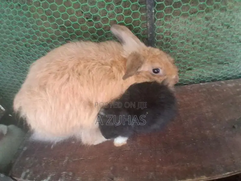 American Angora Bunny