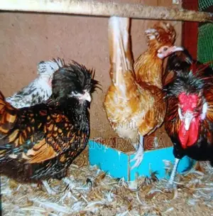My Poultry Farm