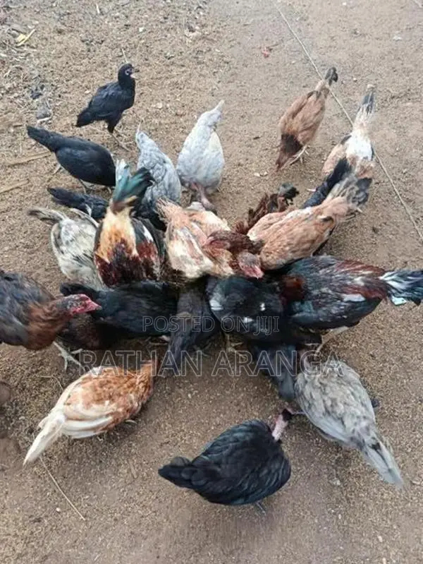 My Poultry Farm