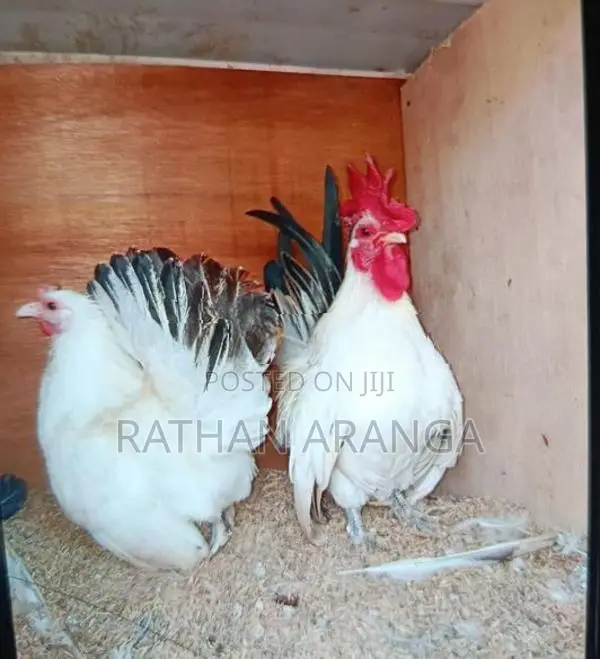 My Poultry Farm