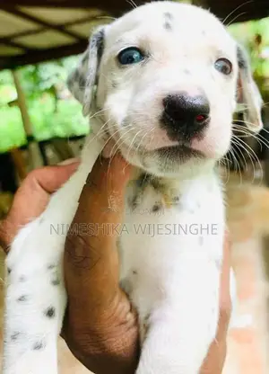 Dalmatian Puppy