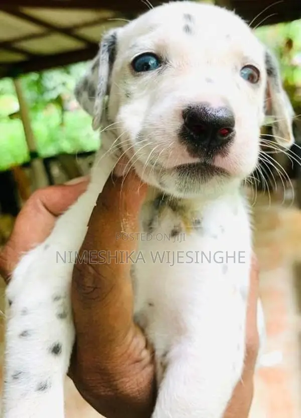 Dalmatian Puppy