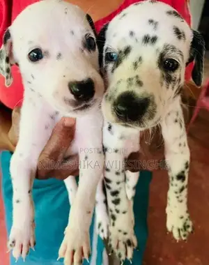 Dalmatian Puppy