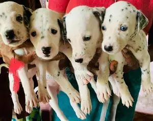 Dalmatian Puppy