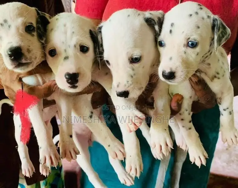 Dalmatian Puppy