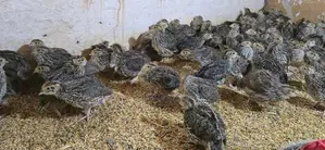 Jumbo Quails