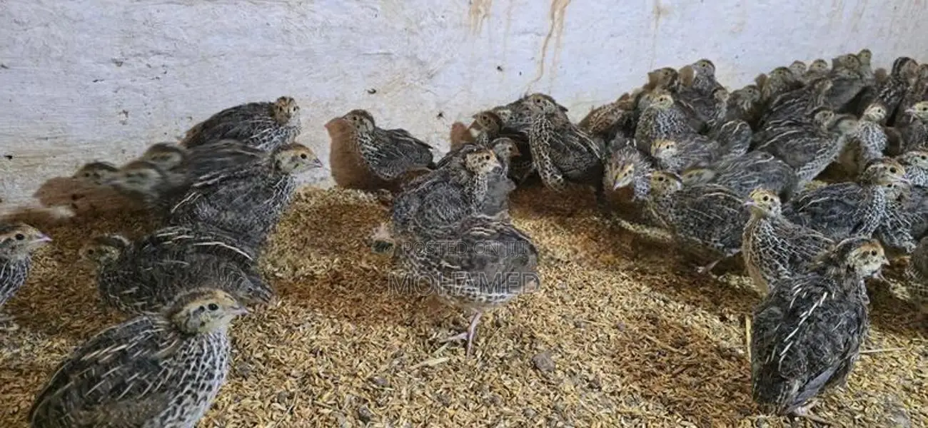 Jumbo Quails
