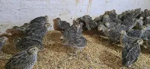Jumbo Quails