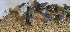 Jumbo Quails