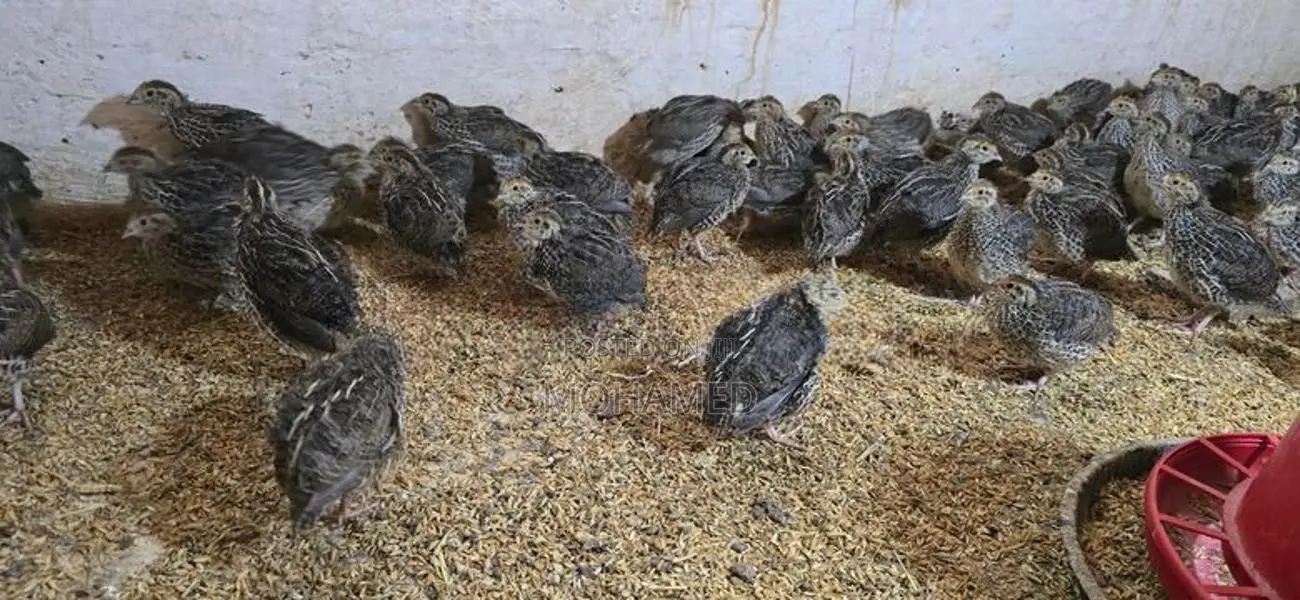 Jumbo Quails