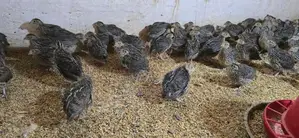 Jumbo Quails