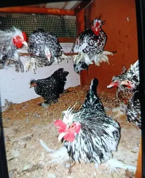 Farm Hens