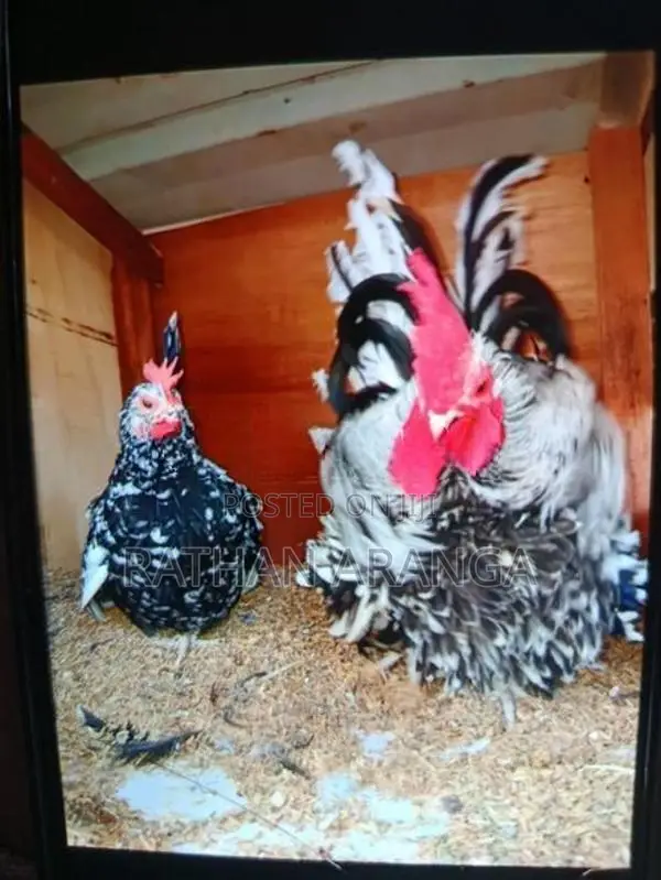 Farm Hens