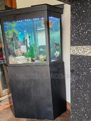 Fish Tank