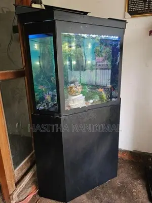 Fish Tank
