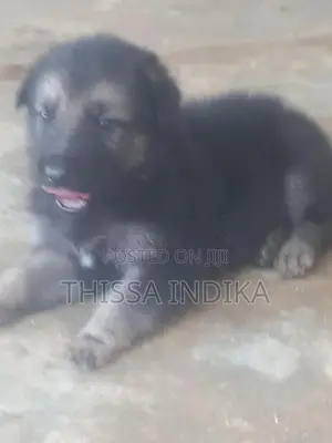 ජමන්ෂපට් බලු පැටව්