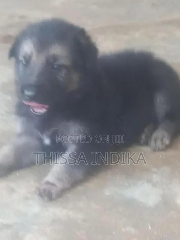 ජමන්ෂපට් බලු පැටව්