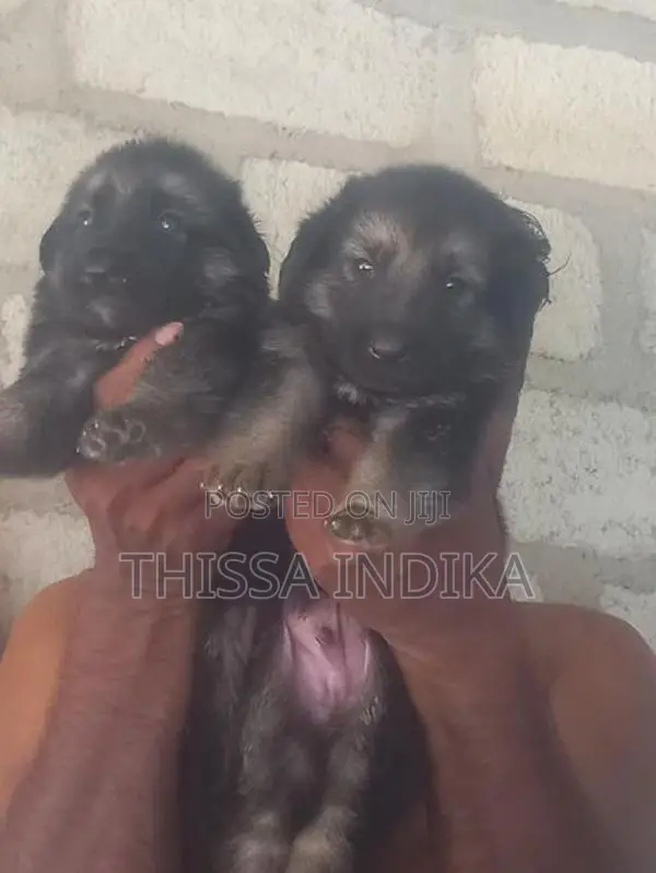 ජමන්ෂපට් බලු පැටව්
