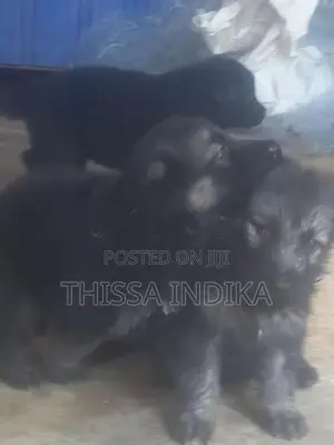 ජමන්ෂපට් බලු පැටව්