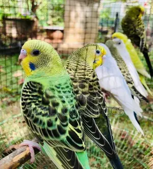 Love Birds