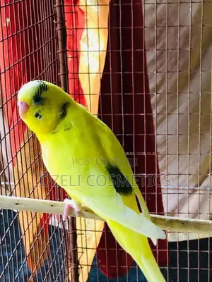 Love Birds