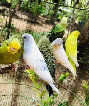 Love Birds