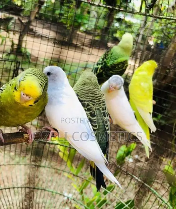Love Birds