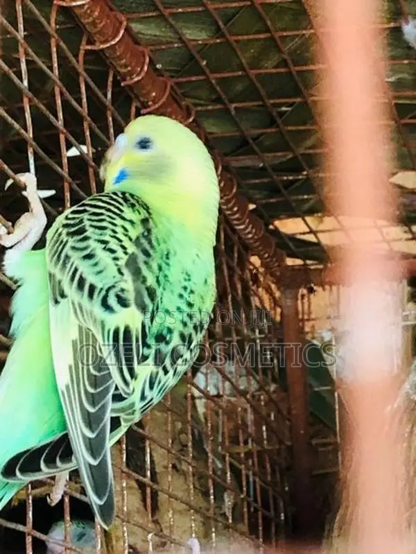 Love Birds