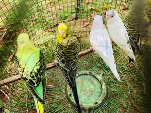 Love Birds