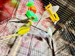 Harley Quinn Budgies Pair