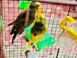 Harley Quinn Budgies Pair