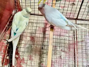 Harley Quinn Budgies Pair