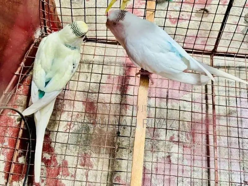 Harley Quinn Budgies Pair