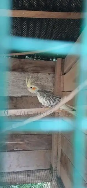 Cockatiel Birds