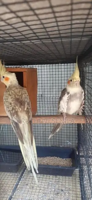 Cockatiel Birds
