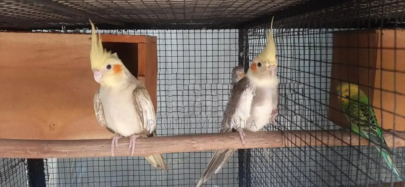 Cockatiel Birds
