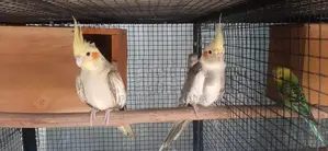Cockatiel Birds