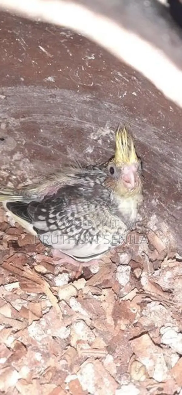 Cockatiel Birds