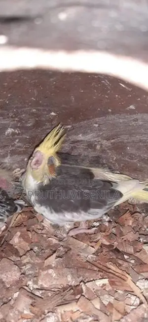 Cockatiel Birds