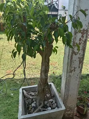 බෙන්ජමිනා