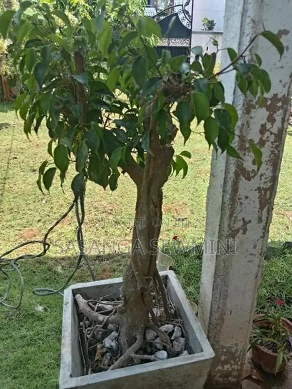 බෙන්ජමිනා