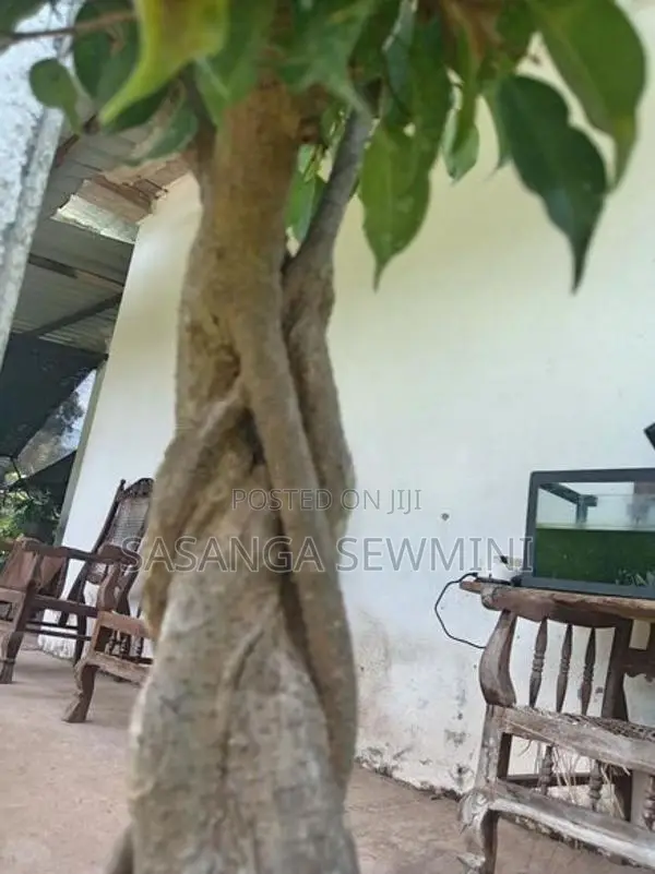 බෙන්ජමිනා