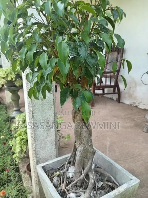 බෙන්ජමිනා