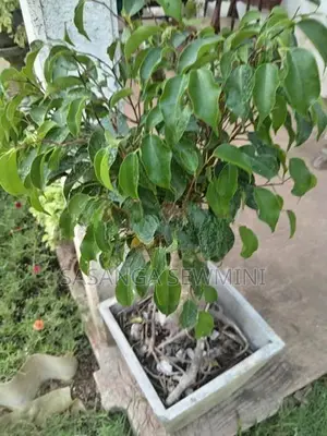 බෙන්ජමිනා