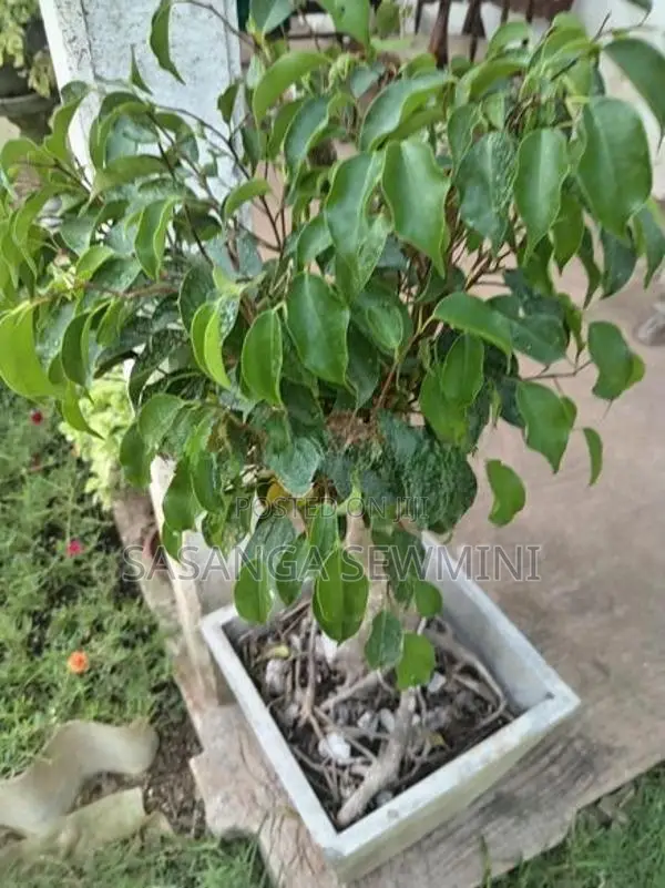 බෙන්ජමිනා