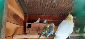 Love Birds